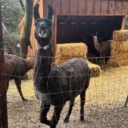 You can feed the llamas and goats! You can feed the llamas and goats!