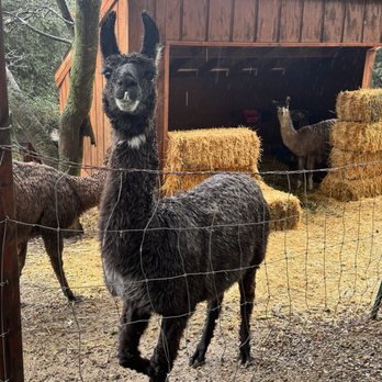 Wikiup Hummingbird Hotel - You can feed the llamas and goats! - Hotels Near Me - Julian, California Wikiup Hummingbird Hotel - You can feed the llamas and goats! - Hotels Near Me - Julian, California
