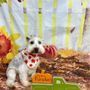 Photo of Jen’s Doggie Day Care And Boarding