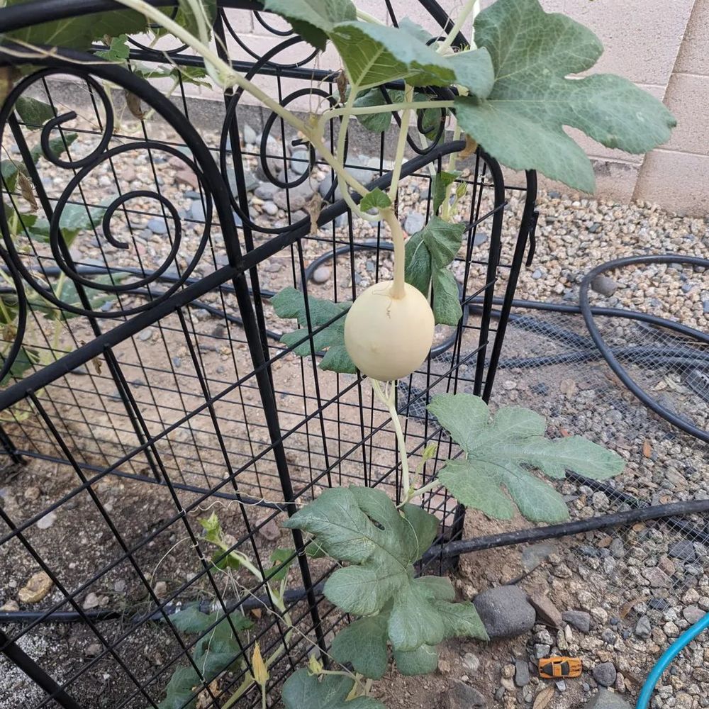 Arizona Worm Farm - Melon that is growing from one of their starters - Attraction Farms Near Me - Phoenix, Arizona Arizona Worm Farm - Melon that is growing from one of their starters - Attraction Farms Near Me - Phoenix, Arizona