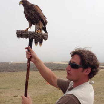 Sky Falconry - One of the hawks with a falconer - Specialty Schools Near Me - Alpine, California Sky Falconry - One of the hawks with a falconer - Specialty Schools Near Me - Alpine, California