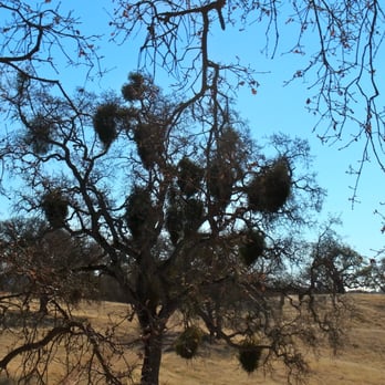 Henry W Coe State Park - Parks Near Me - Morgan Hill, California Henry W Coe State Park - Parks Near Me - Morgan Hill, California