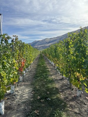 Kismet Estate Winery by null