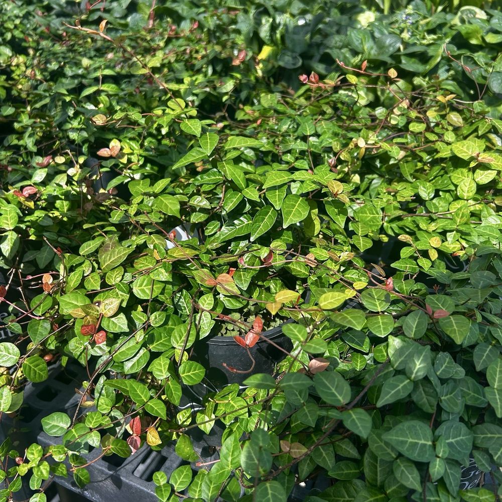 Cornelius Nursery - Additional options - Nurseries & Gardening Near Me - Houston, Texas Cornelius Nursery - Additional options - Nurseries & Gardening Near Me - Houston, Texas