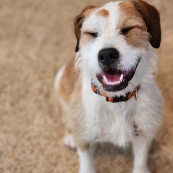 Qualified Pet Dental - Daisy approved! - Veterinarians Near Me - Huntington Beach, California Qualified Pet Dental - Daisy approved! - Veterinarians Near Me - Huntington Beach, California