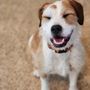 Photo of Qualified Pet Dental