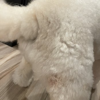 Meadows Pet Care - She can't bite herself in this area! - Pet Groomers Near Me - San Marcos, California Meadows Pet Care - She can't bite herself in this area! - Pet Groomers Near Me - San Marcos, California