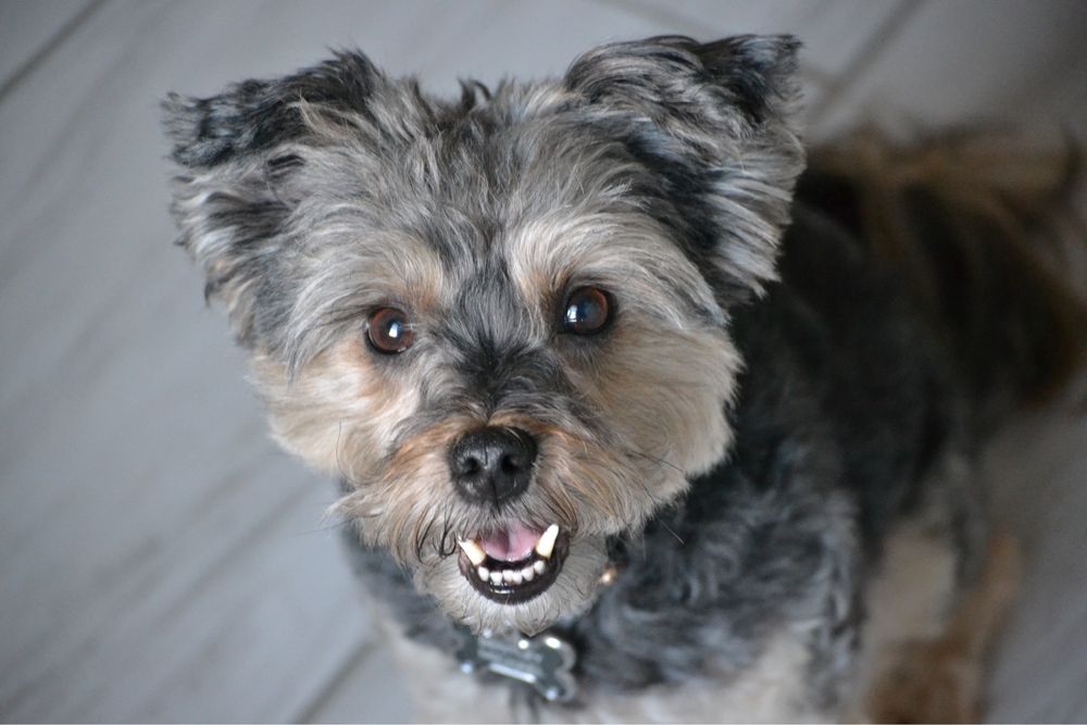 MELODY’S GROOMING Updated August 2024 23 Photos 7602 Davis Cir