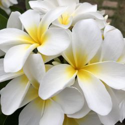 O.F. Wolfinbarger - Plumeria planted with Wolfinbarger ingredients