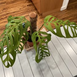 Botanyzhi - Monstera esqueleto