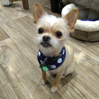 Lauras Doggie Doos - Pet Groomers Near Me - Austin, Texas Lauras Doggie Doos - Pet Groomers Near Me - Austin, Texas