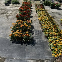 Action Sod & Landscape Gardens - Flowers