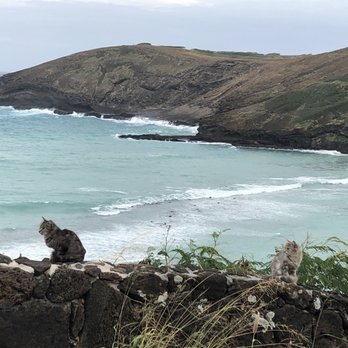 E Noa Tours - Stray cats... lots of them. Here we are at Hanauma Bay. - Tours Near Me - Honolulu, Hawaii