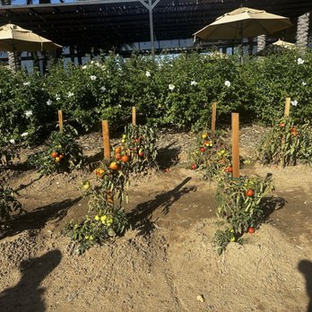Caymus Suisun Winery - Wine Tasting Room Near Me - Fairfield, California