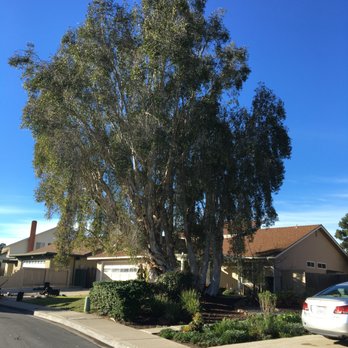 Select Tree Service - Tree Services Near Me