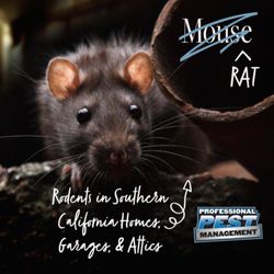 Professional Pest Management - Rats