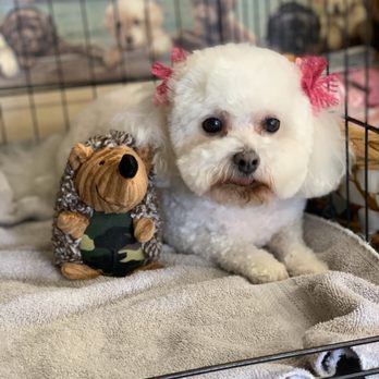 potty training doberman pinscher puppies