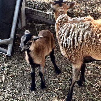 Mt. Olive Organic Farm - Sheep at the farm - Farmers Market Near Me - Paso Robles, California