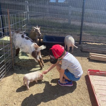 SoCalMiniPigs - Pet Breeders Near Me - Valley Center, California