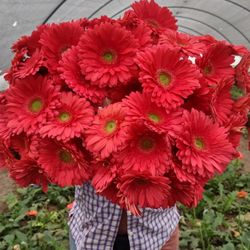 Campesina Flowers