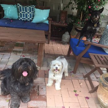 Dog Walker Pro - Look at these happy pups. - Dog Walkers Near Me