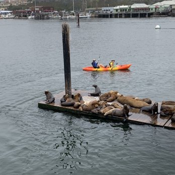 Chablis Cruises - Sea lions - Boat Charters Near Me - Morro Bay, California