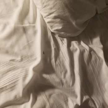 Great Wolf Lodge - Pinchy bugs in the bed - Resorts Near Me - Williamsburg, Virginia Great Wolf Lodge - Pinchy bugs in the bed - Resorts Near Me - Williamsburg, Virginia