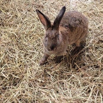 Springtime Exotic Petting Farm - Petting Zoos Near Me - Sevierville, Tennessee Springtime Exotic Petting Farm - Petting Zoos Near Me - Sevierville, Tennessee