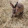 Springtime Exotic Petting Farm