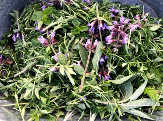 Montavilla Farmers Market by null