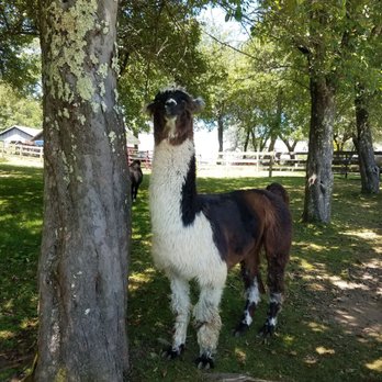 Apple Hill Farm - Attraction Farms Near Me - Banner Elk, North Carolina