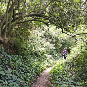 Mount Davidson Park - Narrow trails with lush greenery - Parks Near Me - San Francisco, California