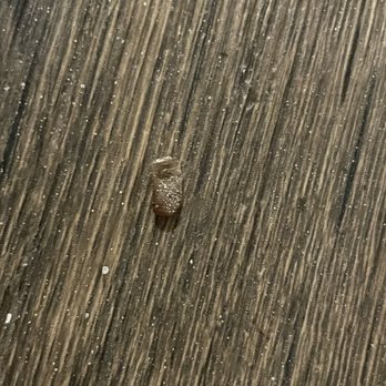 Eagle Pines - roach casing behind the fridge - Apartments Near Me - Tallahassee, Florida Eagle Pines - roach casing behind the fridge - Apartments Near Me - Tallahassee, Florida