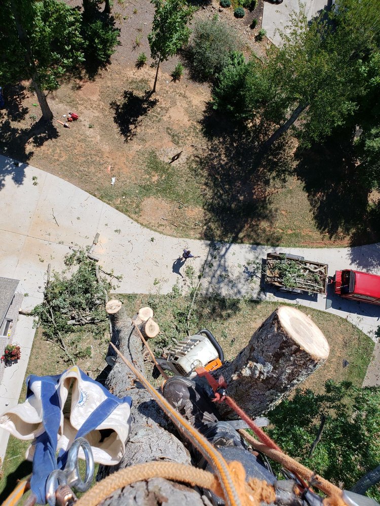 STEVE’S TREE SERVICE 16 Photos Tree Services Knoxville, TN