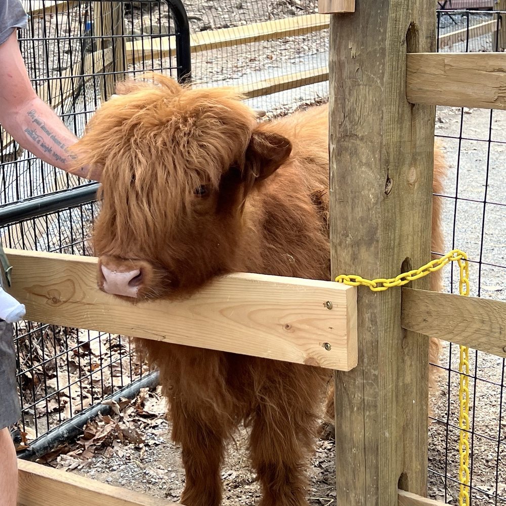 Visiting Amy, the highland cow, while she's visiting the petting zoo. Visiting Amy, the highland cow, while she's visiting the petting zoo.