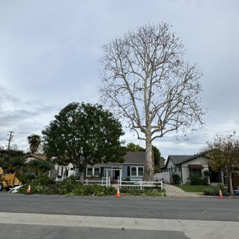 Villatoro Tree Care - Sycamore and carrotwood trimmed - Tree Services Near Me Villatoro Tree Care - Sycamore and carrotwood trimmed - Tree Services Near Me