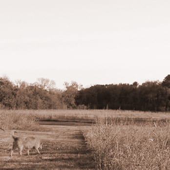 Traveling Dog Trainer - Pet Training Near Me Traveling Dog Trainer - Pet Training Near Me