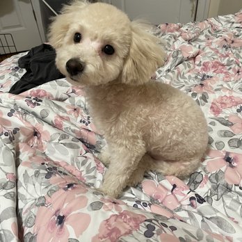 NY Puppy Club - This is his after grooming photo - Pet Groomers Near Me - Flushing, New York