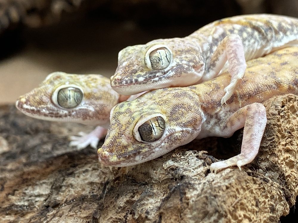 REPTILE ISLAND Updated October 2024 104 Photos & 111 Reviews 7930