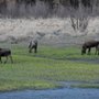 Photo of Harding’s Kenai River Lodge