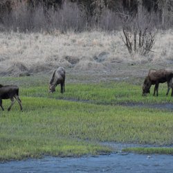 Harding’s Kenai River Lodge - View across the Kenai River of Moose during the spring time.