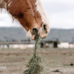 Coyote Canyon Ranch - Ranch life | By 1985Luke Photography