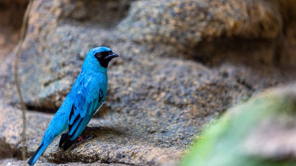 San Diego Zoo by null