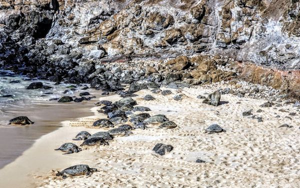 Ho'okipa Beach Park by null