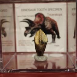 dancing moose gifts - Double Rooted Triceratops Tooth