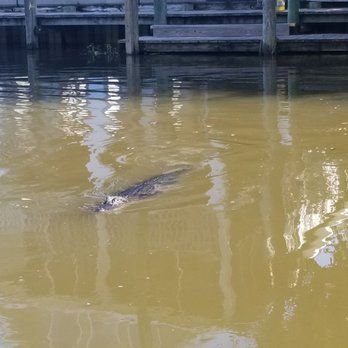 Eco Tours New Orleans - Boat Tours Near Me - Jean Lafitte, Louisiana Eco Tours New Orleans - Boat Tours Near Me - Jean Lafitte, Louisiana