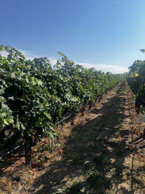 Terrafina at Hester Creek by null