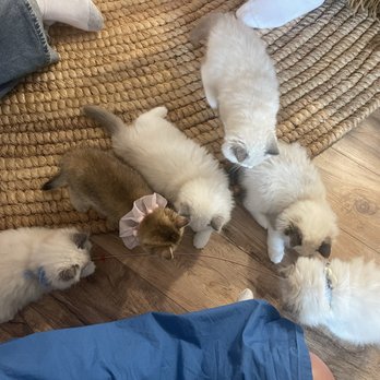 Kitten Cuddle Corner - Pet Breeders Near Me