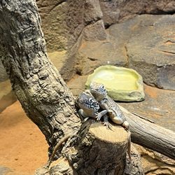 Sydney Wildlife World