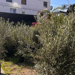 Kim's Plants